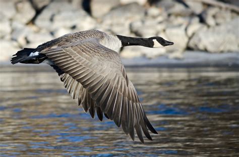 Morbihan : une oie sauvage retrouvée morte, deuxième cas d'influenza aviaire