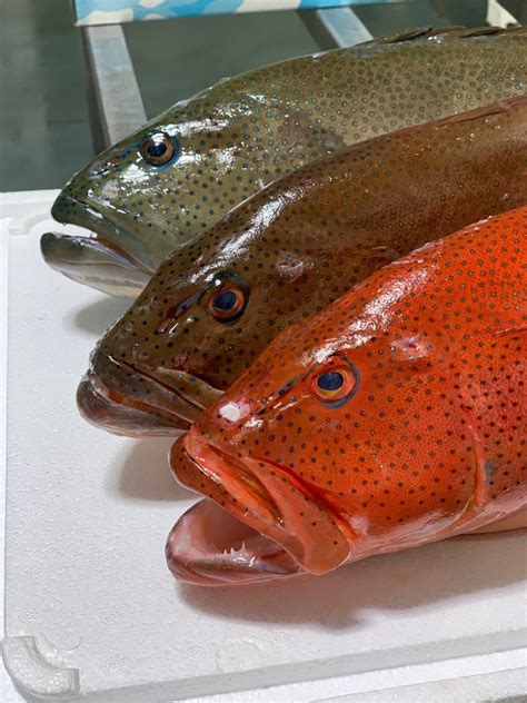 QLD Coral Trout Whole – 600-800g - Clamms Seafood Online Shop