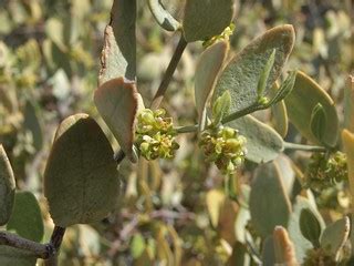 jojoba, Simmondsia chinensis | jojoba, Simmondsia chinensis,… | Flickr
