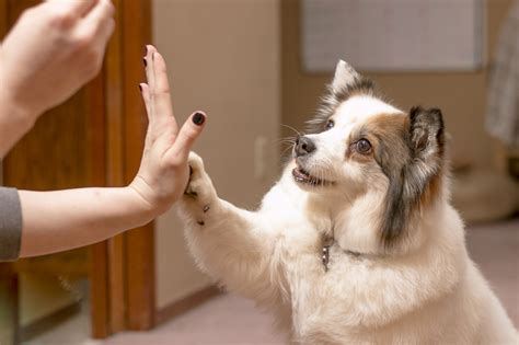 Why Don't More People Use Positive Reinforcement to Train Dogs?