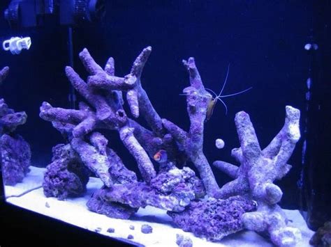 Pin by Dalton Burnett on Reefing | Reef tank, Reef, Tanked aquariums