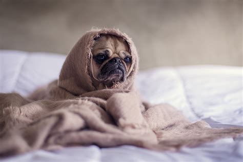 Pug Dog Blanket · Free photo on Pixabay
