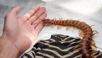 Scolopendra Gigantea Archives | BUG UNDER GLASS