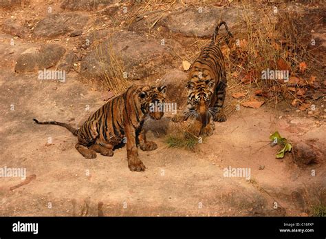 Tiger with cubs jungle hi-res stock photography and images - Alamy