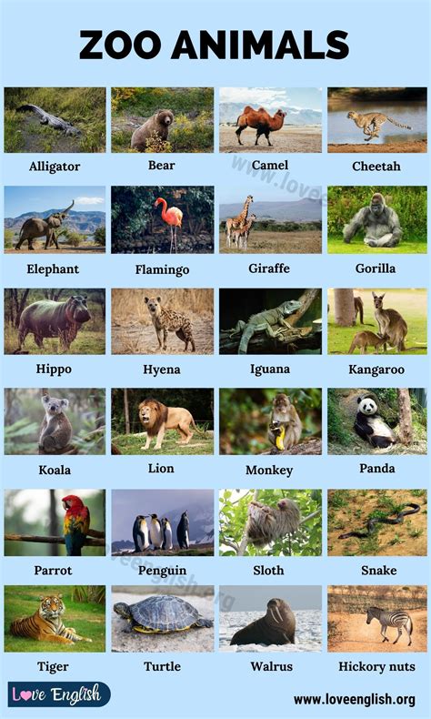 Zoo Animals: List of 24 Common Names of Zoo Animals in English - Love ...