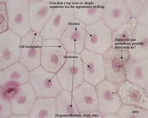 Physiology