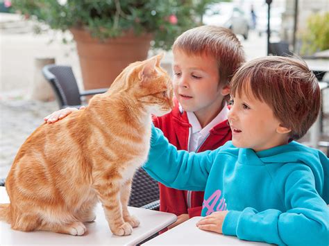 Cats & Kids: What to Think About When Adopting a Cat with a Toddler