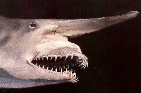 10 Weirdest Sharks in the World - And Top 5 Weirdest Extinct Sharks ...