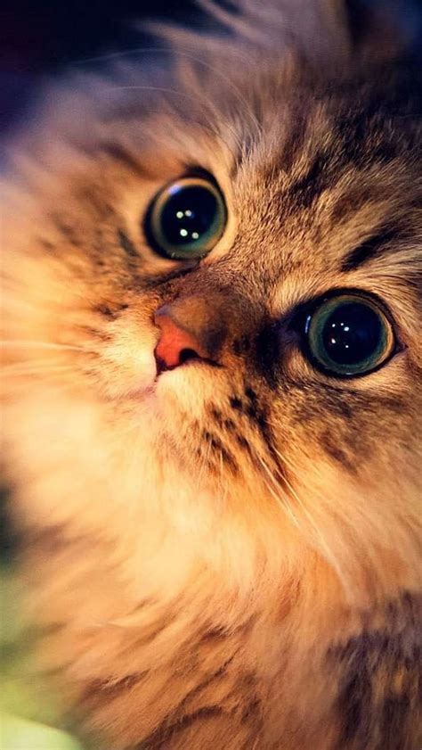 Cute Cat Live, Eyes Closeup, eyes, closeup, animal, pet, kitten, HD phone wallpaper | Peakpx