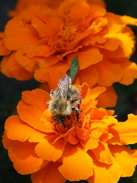 Free Images : flower, honeybee, petal, orange, flowering plant, membrane winged insect ...