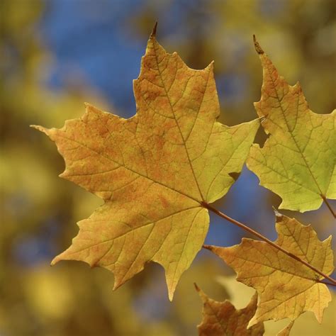 Sugar Maple Tree Leaf