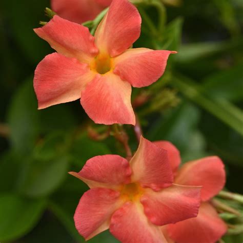 Diamantina™ Coral Orange Sunrise Mandevilla | Plant Addicts