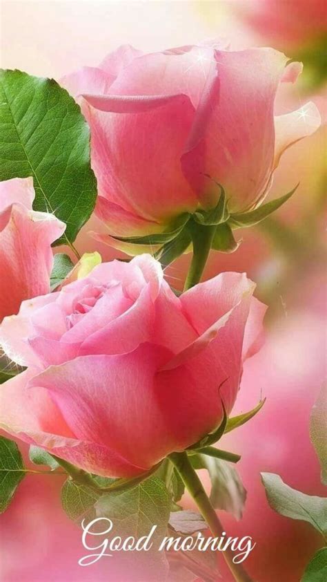 Pink Rose Good Morning | Flores bonitas, Mejores flores, Buenos dias ...