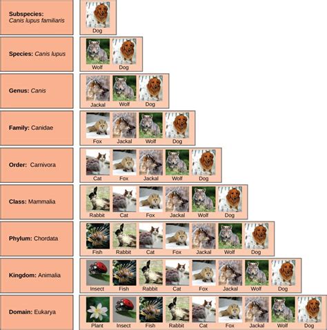 Binomial Nomenclature Examples Of Animals