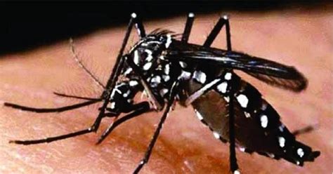 Aedes Aegypti: características, ciclo da vida, doenças e combate