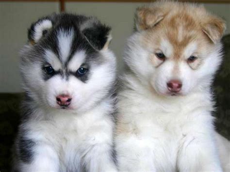 Alaskan Malamute Puppies Wallpaper - Pictures Of Animals 2016