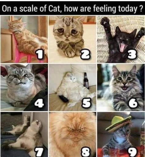 Pin by Leslie Anderson on Cats: Meow =^..^= | Cats, Cat memes, Animals