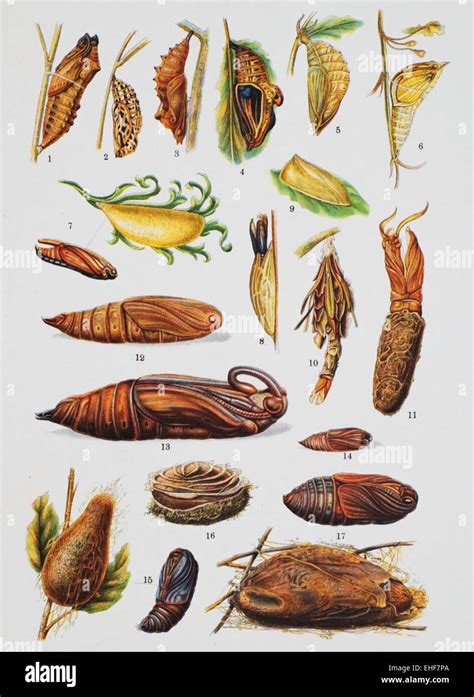 Painting of different types of butterfly chrysalis Stock Photo - Alamy