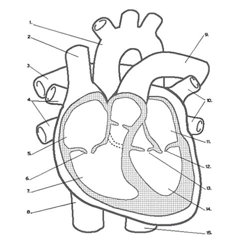 Enhance Your Understanding of the Heart with an Unlabeled Heart Diagram