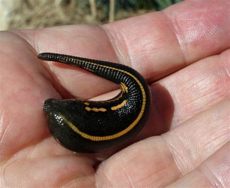 A leech in hand... | Found under my tee-shirt and fully fed.… | Flickr