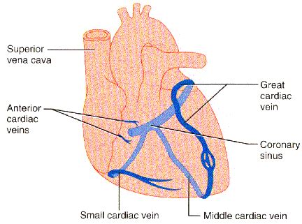 Great cardiac vein, middle cardiac vein, small cardiac vein, coronary sinus | Blood Supply ...