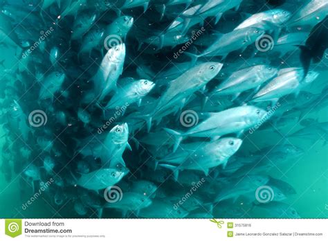 School of Bigeye Trevally (Caranx Sexfasciatus) Stock Photo - Image of coast, habitat: 31575816