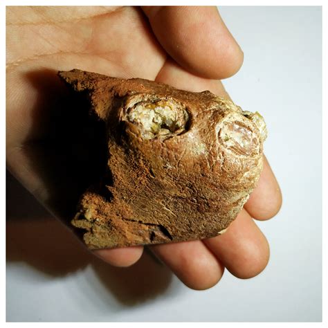 Small Spinosaurid Premaxilla jaw fragment? - Fossil ID - The Fossil Forum