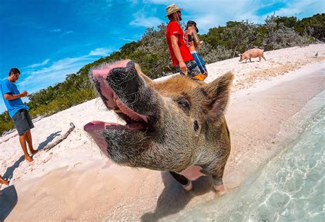 Your Guide to Swimming with Pigs in the Bahamas | TouristSecrets