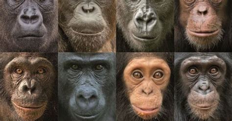 Chimp genetic history more complex than that of humans
