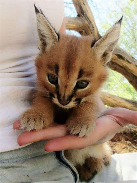 Cucciolo Di Caracal | Cute kittens, Espèce de chat, Bébé chaton