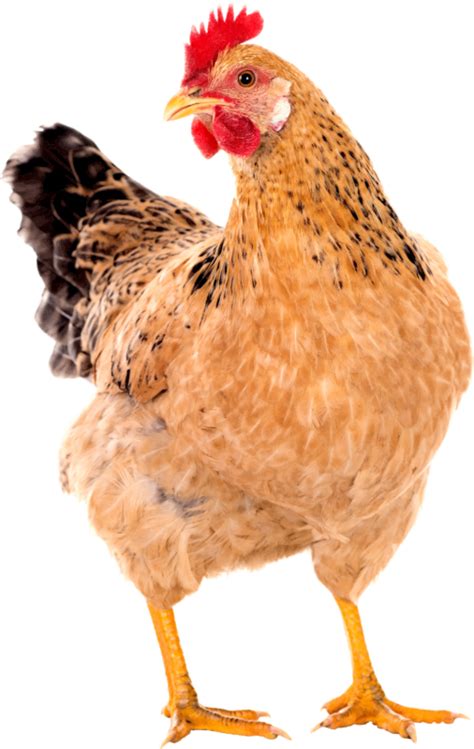 Desi Chicken, Murgi, Hen PNG Image Free | Graficsea