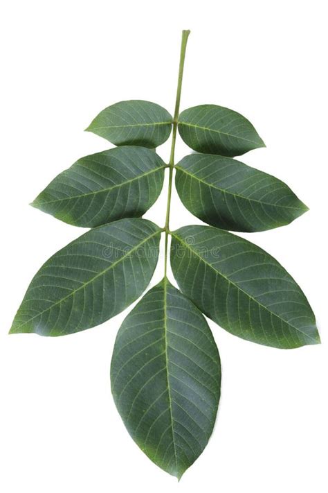 Leaf of walnut stock photo. Image of hardiness, maturity - 72286234