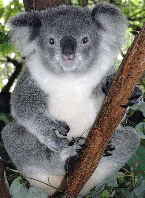 Similarities and Differences Between Koalas and Wombats, and Their Relationship to Badgers ...