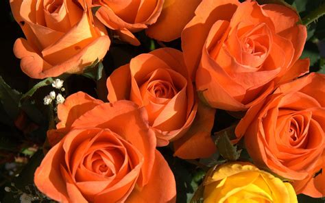 Orange Roses Wallpapers - Wallpaper Cave