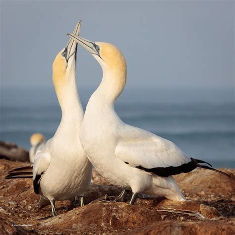 "Gannet Mates" wildlife photography of mated pair of birds by Kim Wormald EFIAP/b MAPS ...