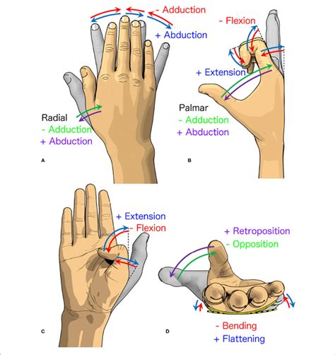 | Various movements of the fingers. (A) The radial abduction/adduction... | Download Scientific ...