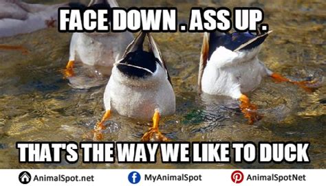 Duck Memes