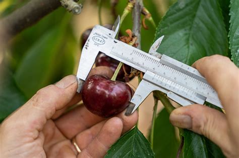 Meet the Italian Brothers Who Grew the World's Biggest Cherry - Gastro Obscura