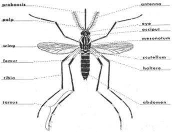 Mosquito Information