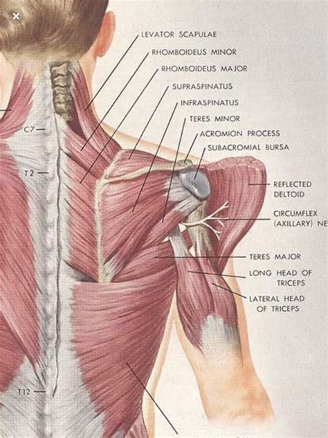 #Muscle #Anatomy #Bones #Fitness #Training #Health #Physiology #Workout #Shoulder | Human muscle ...