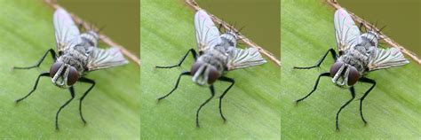 File:Focus stacking Tachinid fly.jpg - Wikipedia