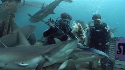 Careful Feeding Reef Sharks | Shark Week | Discovery