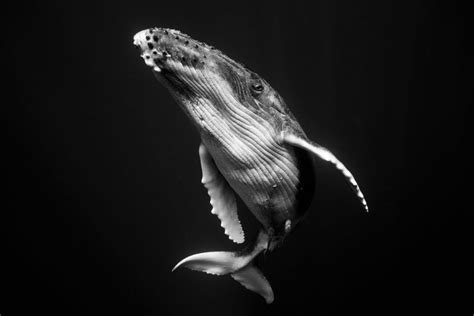 Monaci & kayRay - Nobody Is Free | Underwater portrait, Whale, Humpback whale