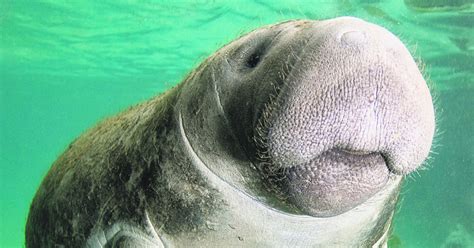 Manatees removed from federal endangered list