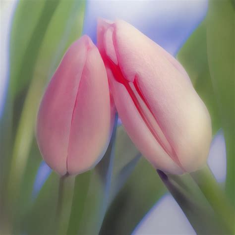 Tulips in Love Photograph by Hal Halli - Fine Art America