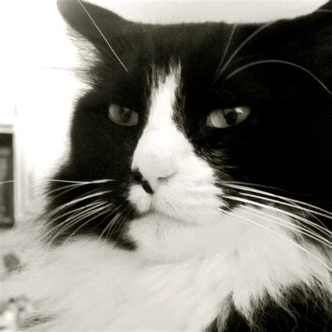 HenriLeChatNoir | Henri the cat, Cats, Crazy cats