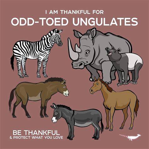 I Am Thankful For Odd-Toed Ungulates by PepomintNarwhal | Fun facts about animals, Animal facts ...