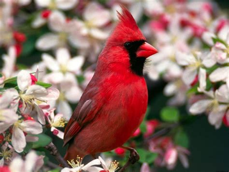 Cardinal Bird Wallpapers - Wallpaper Cave