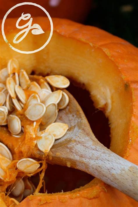 How To Harvest And Store Pumpkin Seeds | Pumpkin recipes, Pumpkin ...