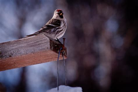 Redpoll | birds at the feeders during Great Backyard Bird Co… | Flickr